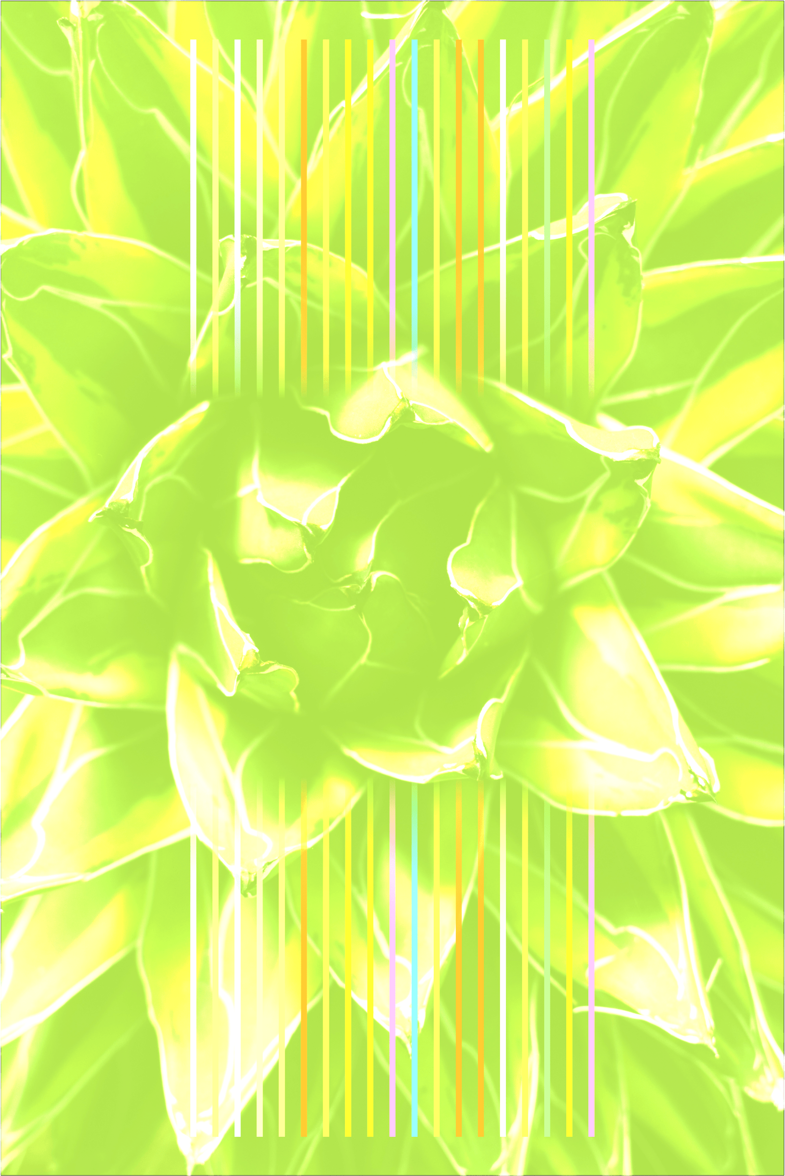 fondo de pagina cantina fonda d eoro min